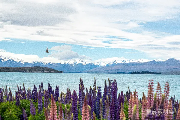 高清摄影 海边紫色花田附近，在白云和蓝天的背景下，白天景色