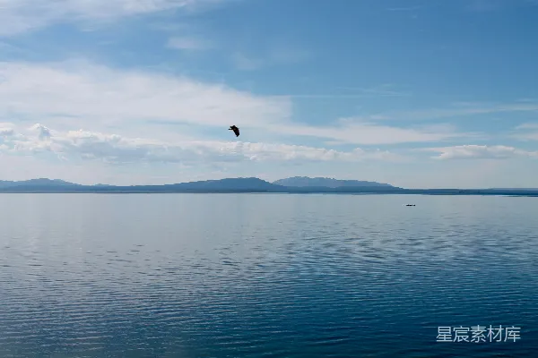 高清摄影 白天小鸟在海上飞翔