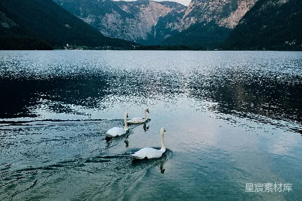 高清摄影 白天白 Swan 在水体上的身影