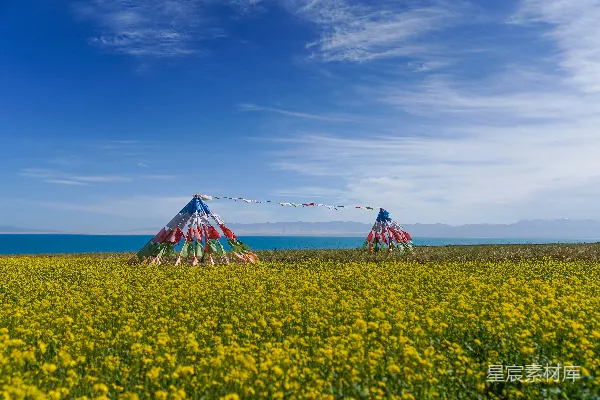 高清摄影 两顶小 Tee pee 拖车帐篷在一片黄花田中