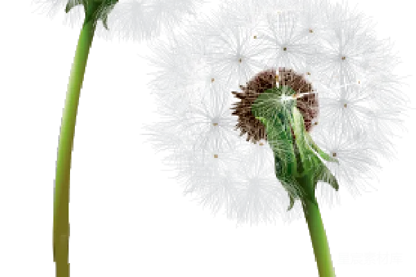 元素素材 蒲公英