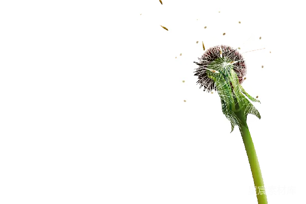 元素素材 蒲公英