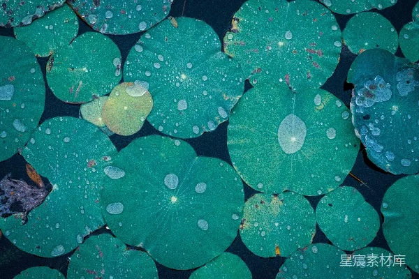高清摄影 绿叶上的水滴