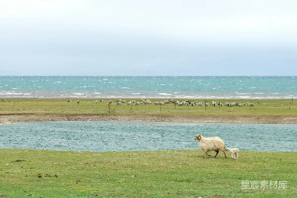 高清摄影 白天白羊群在绿草地近水边的场景