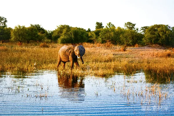 高清摄影 海岸附近的 elephants