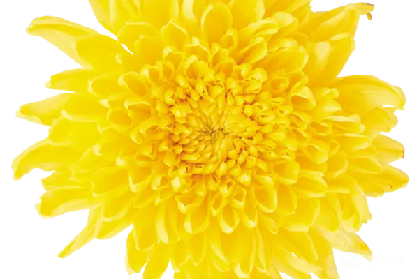 元素素材 一朵盛放的明黄色菊花
