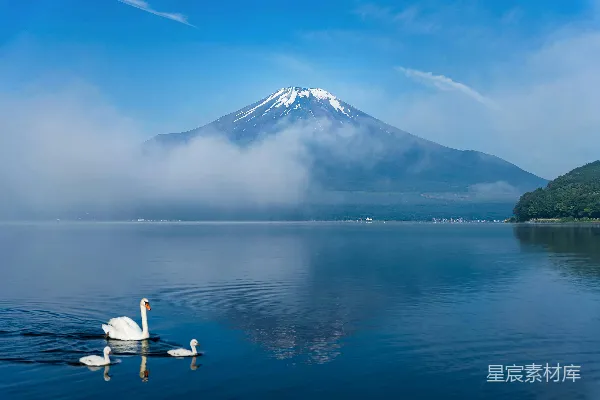 高清摄影 几只天鹅漂浮在湖面上