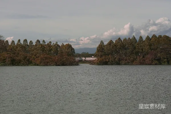 高清摄影 围绕着树木的水域