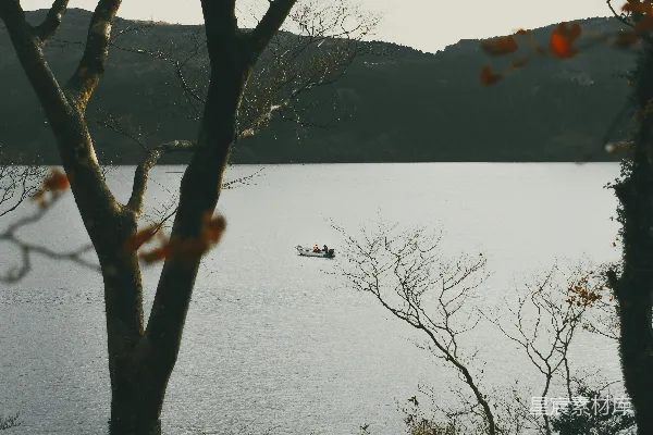 高清摄影 白天树色靠近水体附近