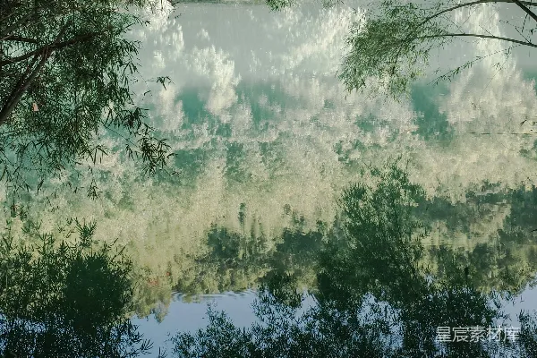 高清摄影 一片森林，树木交错