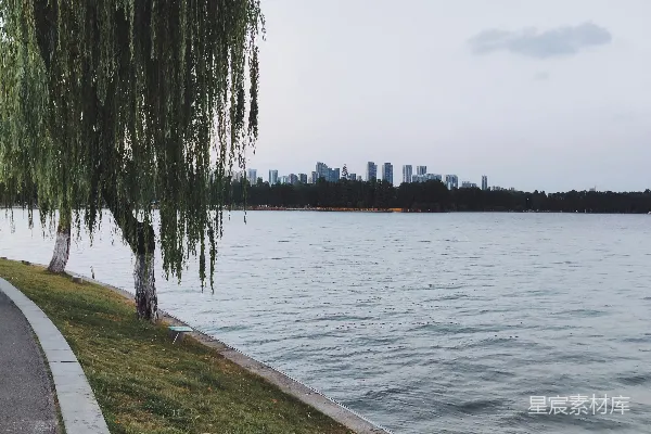 高清摄影 树旁有一片水域，背景是城市。