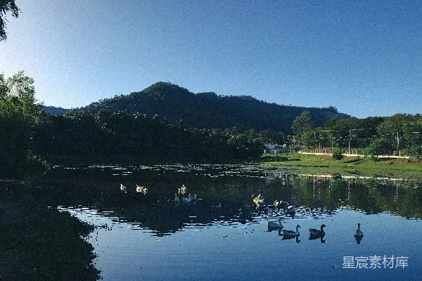 高清摄影 一群鸭子在池塘里游泳