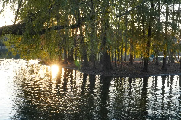 高清摄影 傍晚河边绿树旁