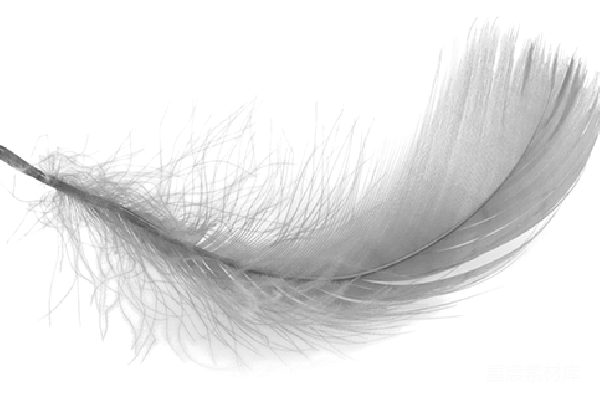 元素素材 羽毛