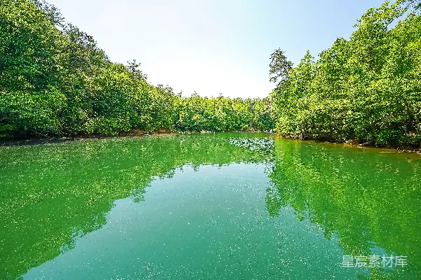 高清摄影 一片被绿水环绕的树林