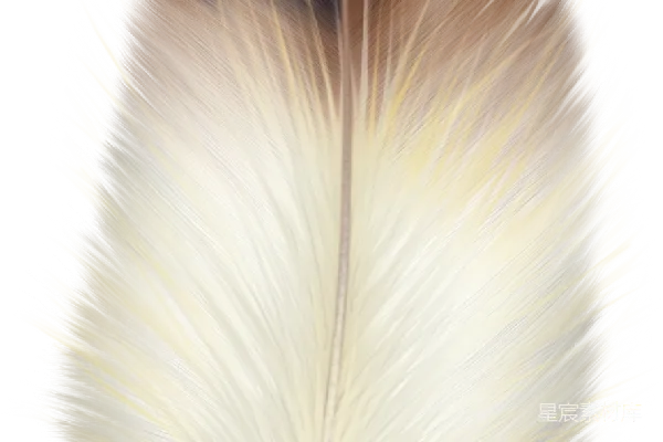 元素素材 羽毛
