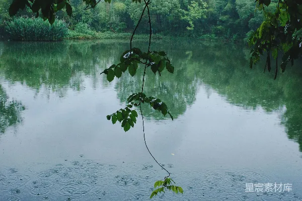高清摄影 雨落在被树木环绕的平静湖面上。