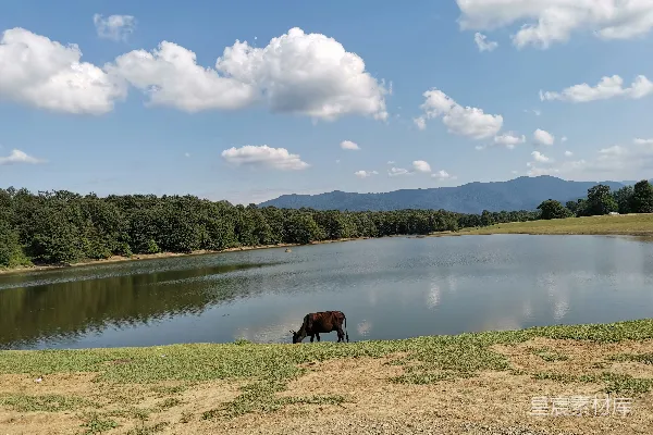 高清摄影 草地上一头牛旁边是一片湖