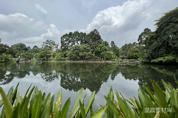 高清摄影 围绕着树木和植物的水域