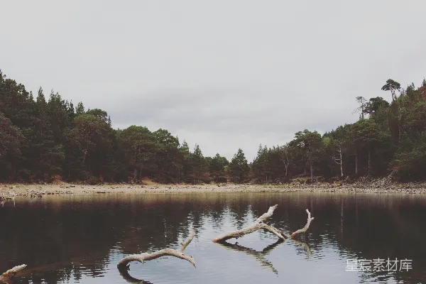 高清摄影 海边的翠柏棕榈树