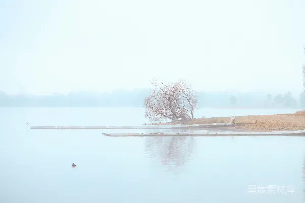 高清摄影 湖岸雾气中的裸树