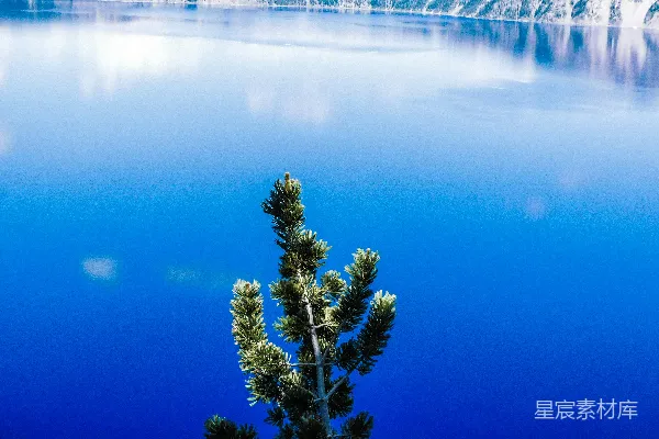 高清摄影 一棵孤独的松树矗立在一片蓝色湖泊前