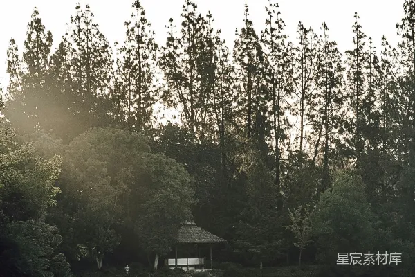 高清摄影 白天树木环绕的湖畔