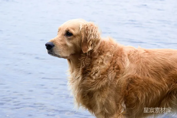 高清摄影 金毛寻回犬在水里