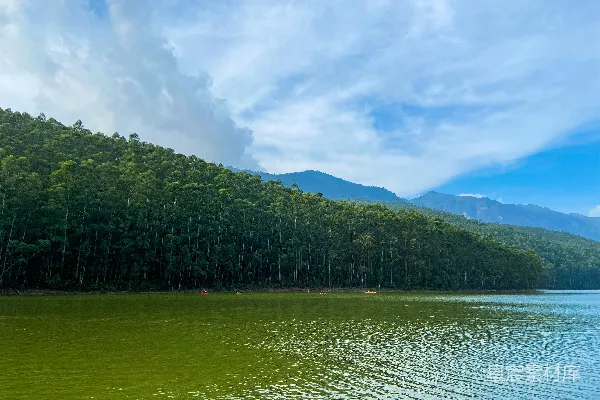 高清摄影 围绕着树木的水域