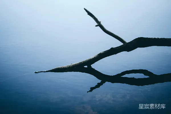 高清摄影 棕色树干上有水滴