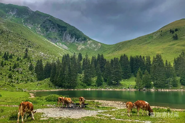 高清摄影 白天马在绿草地上方的湖边山脉附近的一个草场上