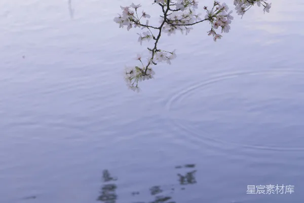 高清摄影 水中的树枝上挂着一束鲜花