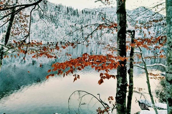 高清摄影 被树木覆盖着白雪的湖泊四周是树木。