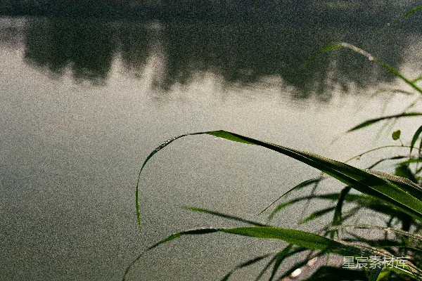高清摄影 白天湖边的绿草