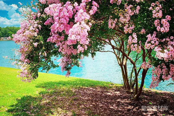 高清摄影 海边的树