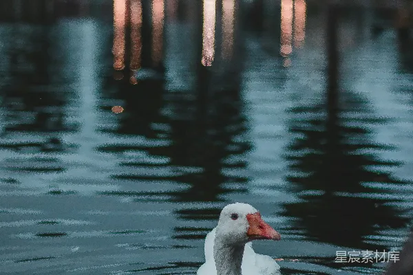 高清摄影 白天白天鹅在水上的景象
