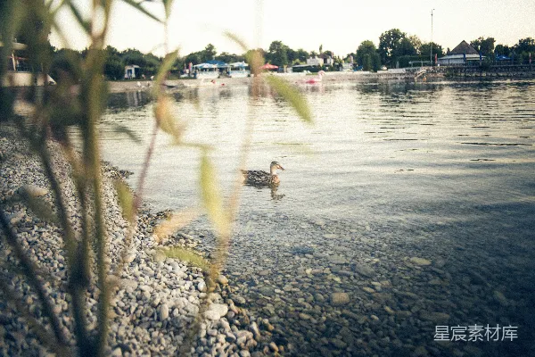 高清摄影 棕色的鸭子浮在水面之上