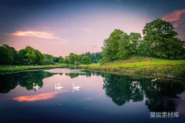高清摄影 三只天鹅正在湖边的夕阳下游泳