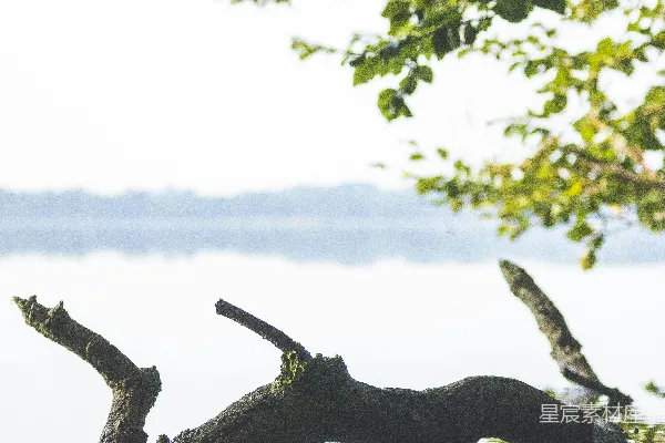 高清摄影 棕色的树干漂浮在水面上
