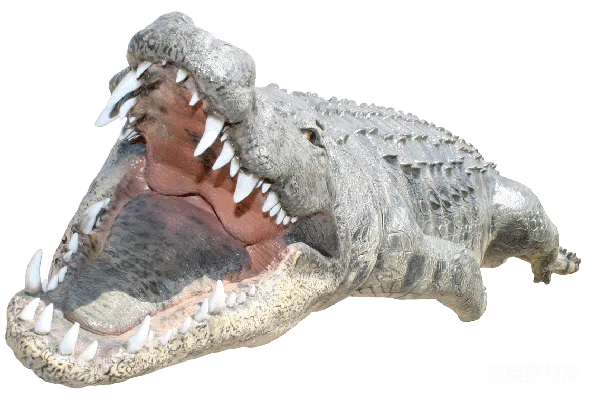 元素素材 鳄鱼