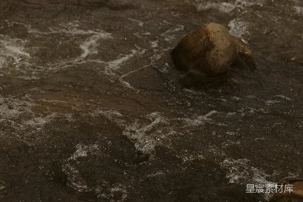 高清摄影 河边一块岩石中的一只鸟站立着
