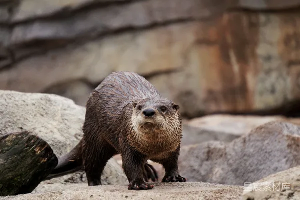高清摄影 棕色山 Beaver 晴天站在灰色岩石上