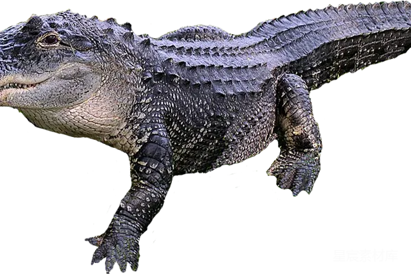 元素素材 鳄鱼