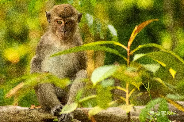 高清摄影 森林里一只猴子坐在一根木头上