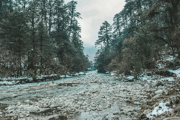 高清摄影 一条河流穿过满是积雪的森林