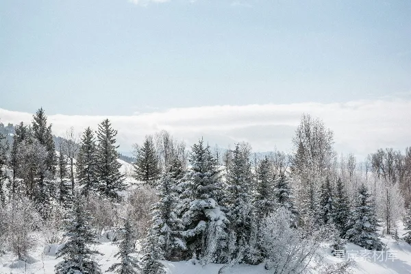 高清摄影 白天雪覆盖的树木在蓝天之下
