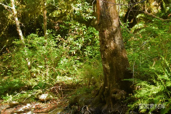 高清摄影 树旁有一片水域