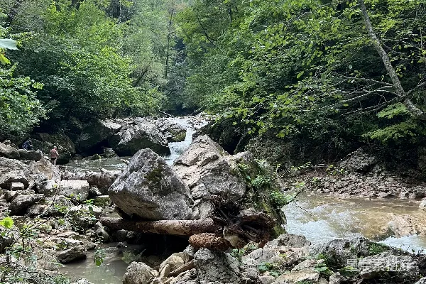 高清摄影 一条携石带树的溪流