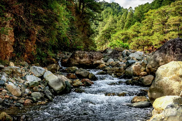 高清摄影 森林中白天的河流