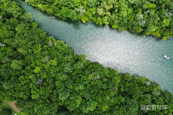 高清摄影 一条河流穿过一片浓绿的森林